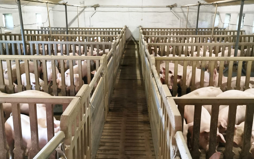 Schienensystem im Versuchsstall